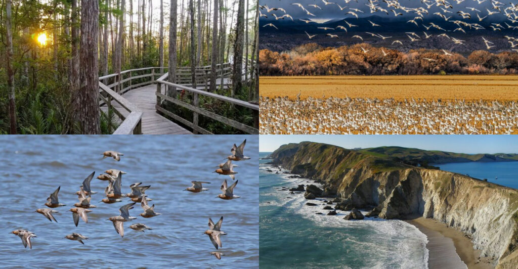 Best Places to Go Bird-watching in America