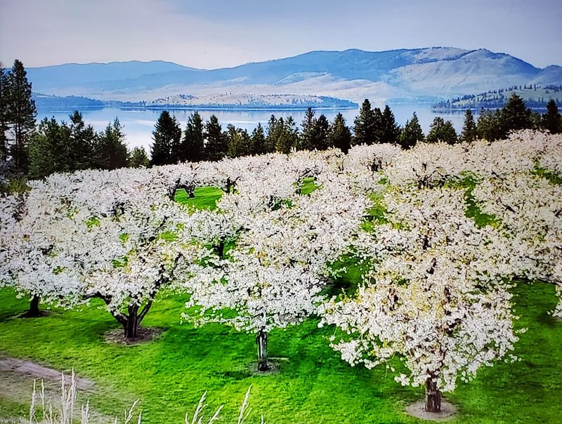 Cherry Blossom Festival