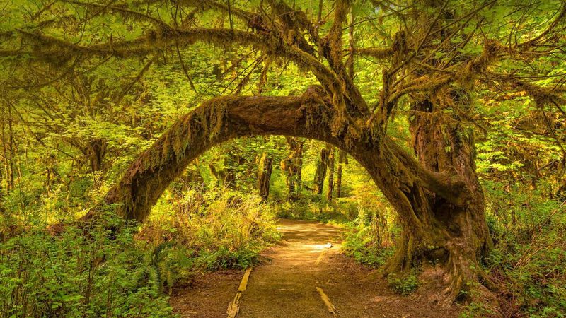Hoh Rain Forest, Washington