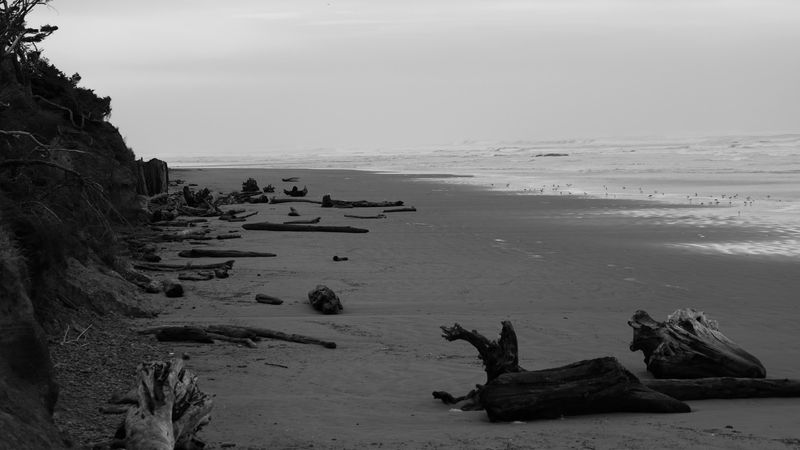 Kalaloch Beach, Washington