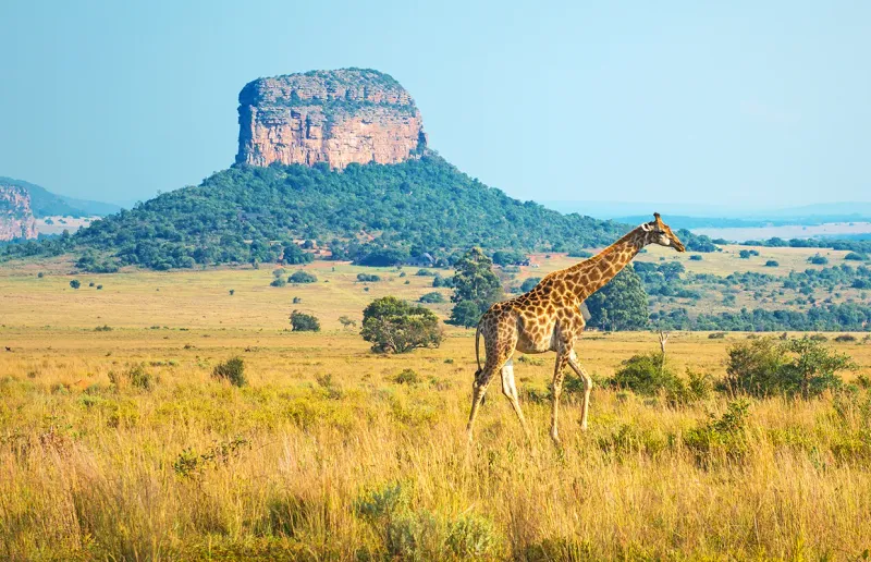 Kruger National Park, South Africa