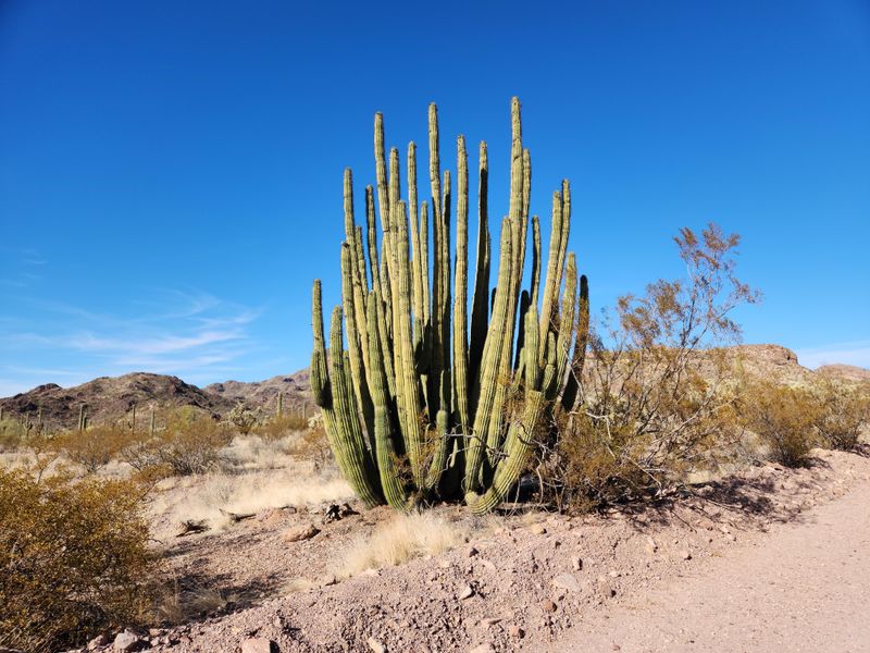 Organ Pipe Cactus National Monument