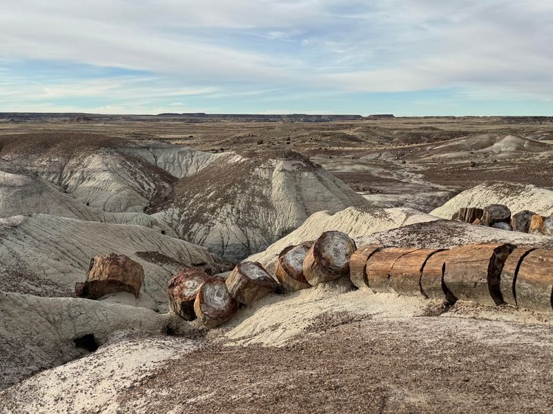 Petrified Forest National Park