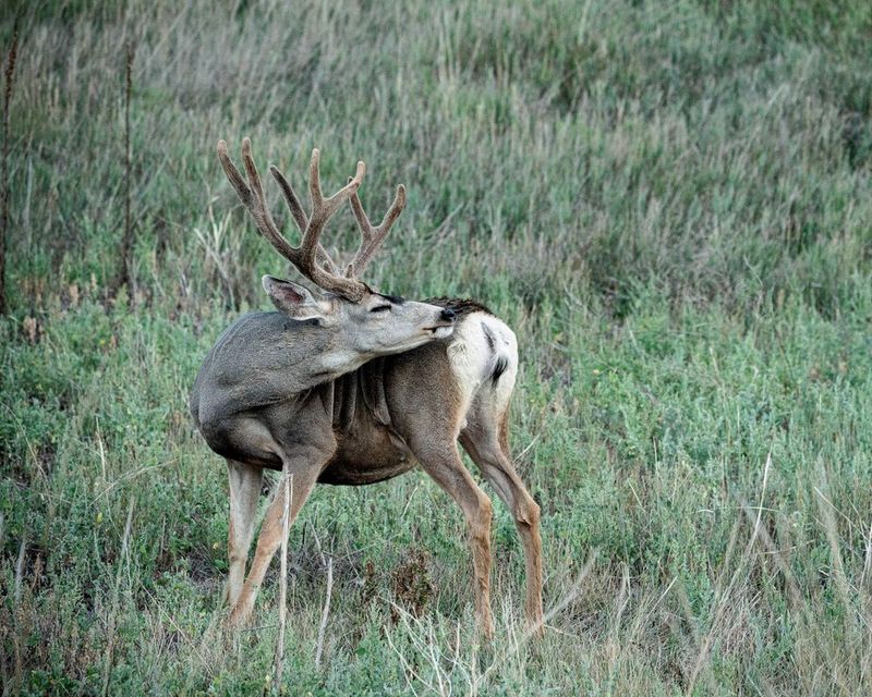 Respect Wildlife