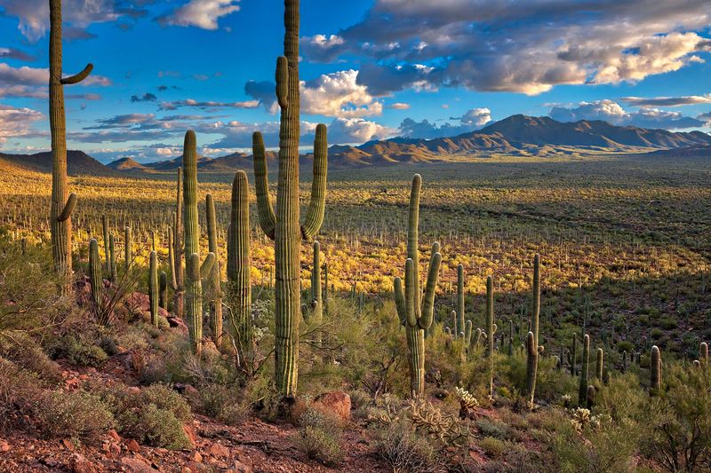 Saguaro National Park, Arizona