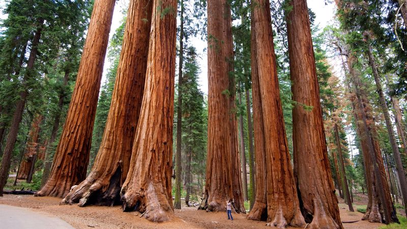 Sequoia National Park, California
