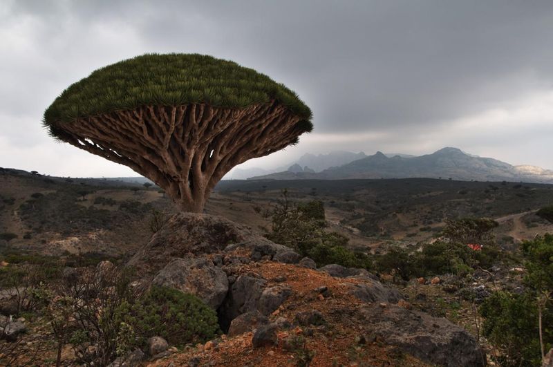 Socotra Island, Yemen