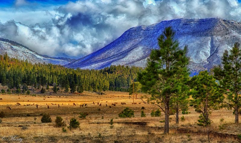 Springerville