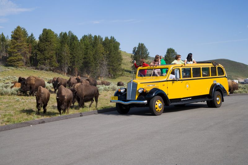Yellowstone Wildlife Safari